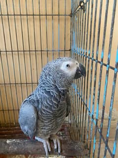 African Grey Parrot (Congo)