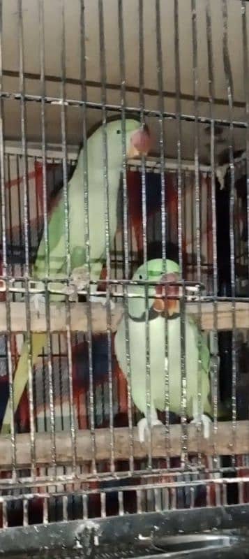 raw parrots 0