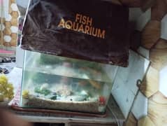 fish aquarium