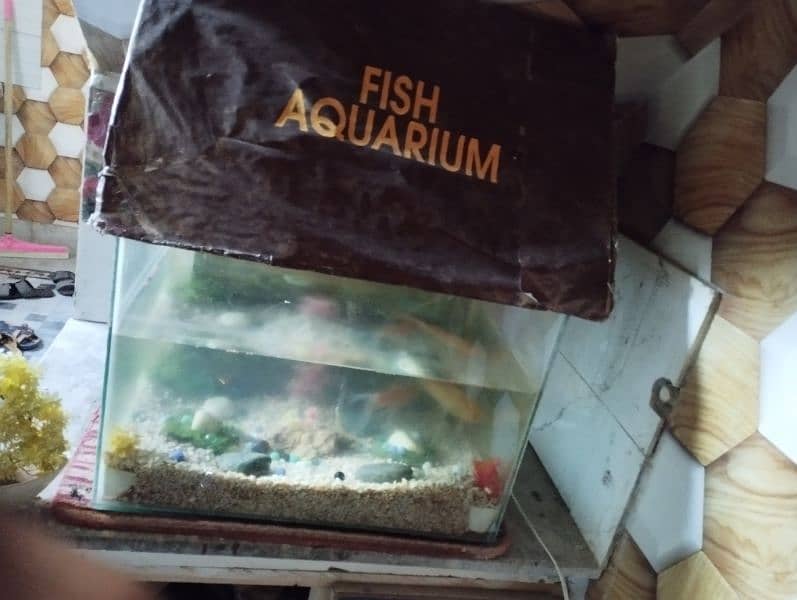 fish aquarium 0