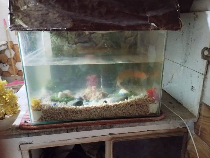 fish aquarium 1