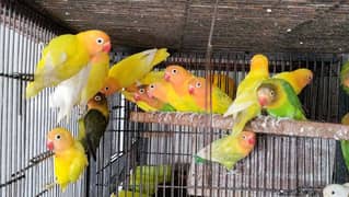 all satap love birds pairs for sale