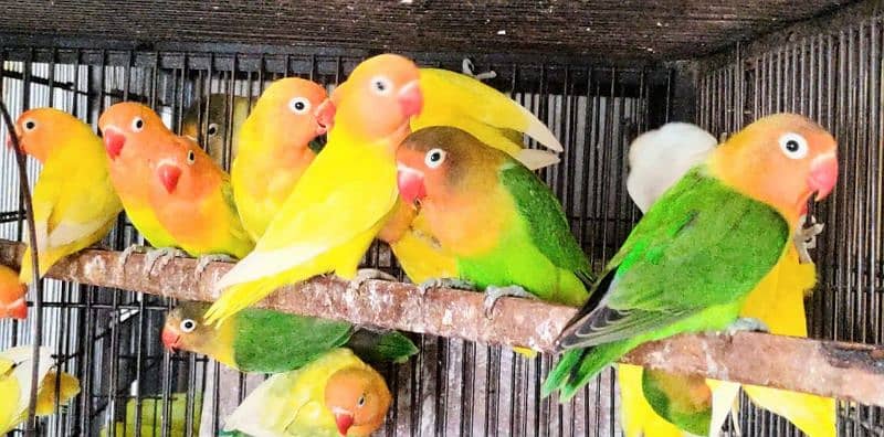 all satap love birds pairs for sale 1