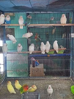 all satap love birds pairs for sale