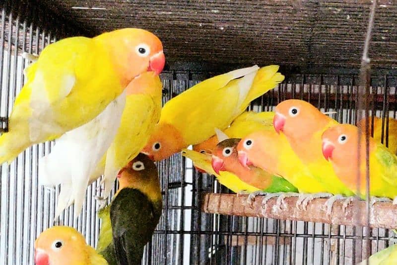 all satap love birds pairs for sale 3