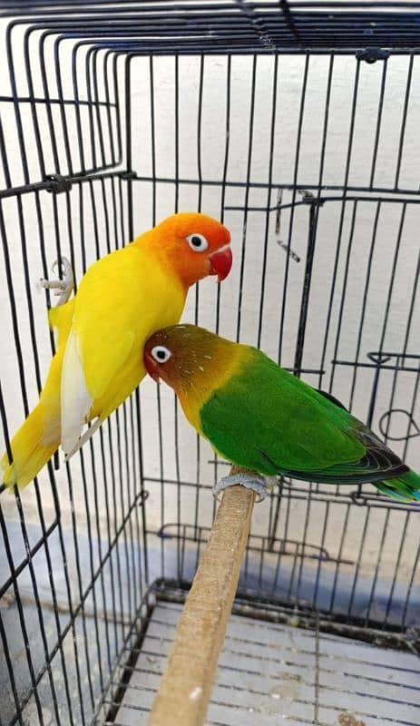 all satap love birds pairs for sale 4