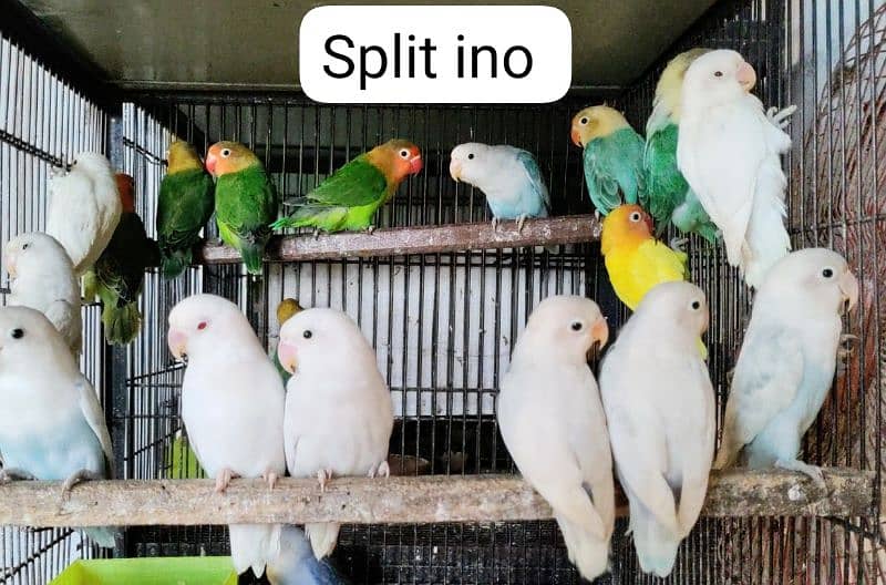 all satap love birds pairs for sale 5