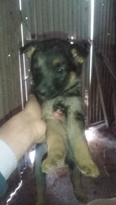 German Sheperd Puppies