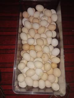 Dasi eggs Rs 35