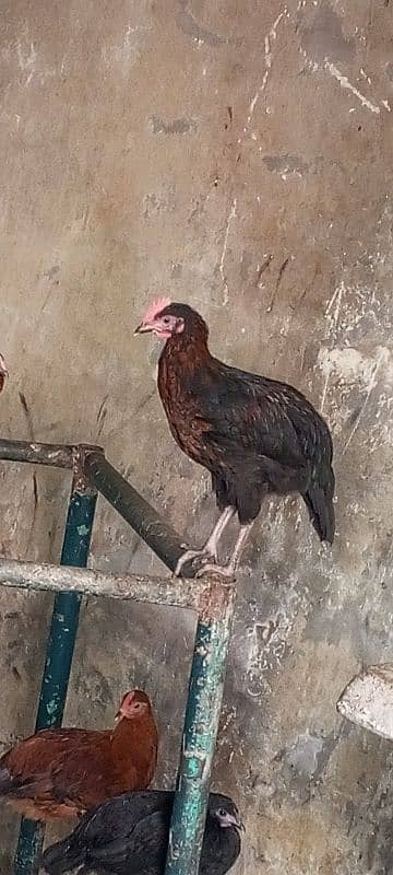 healthy hen male female jo bhi chahie vah milenge color blac 0