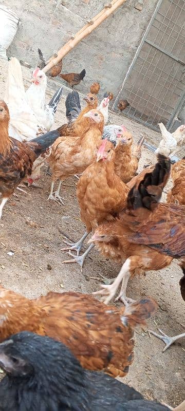 healthy hen male female jo bhi chahie vah milenge color blac 1