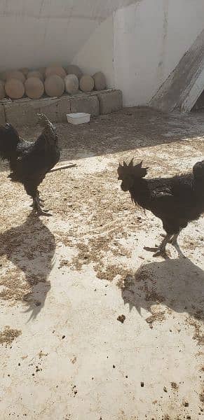 Ayam cemani black tongue Indonesian year end sale 0