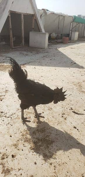 Ayam cemani black tongue Indonesian year end sale 1