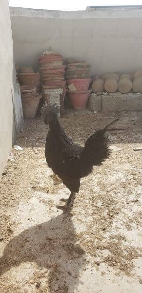 Ayam cemani black tongue Indonesian year end sale 2