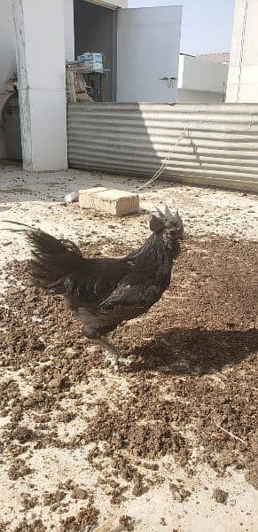 Ayam cemani black tongue Indonesian year end sale 3