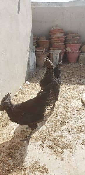 Ayam cemani black tongue Indonesian year end sale 4