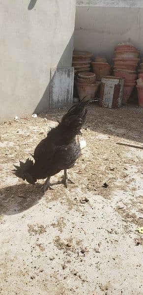 Ayam cemani black tongue Indonesian year end sale 5