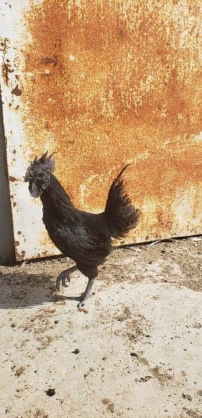 Ayam cemani black tongue Indonesian year end sale 6