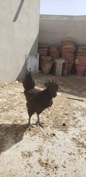 Ayam cemani black tongue Indonesian year end sale 7