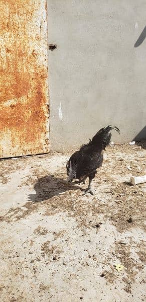 Ayam cemani black tongue Indonesian year end sale 8