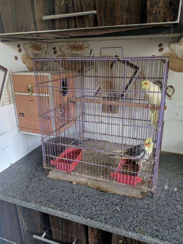 Cockatiel Parrot Pair | Confirm Breeder | 3-4 time breed | URGENT SALE 0