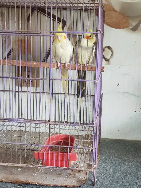 Cockatiel Parrot Pair | Confirm Breeder | 3-4 time breed | URGENT SALE 1