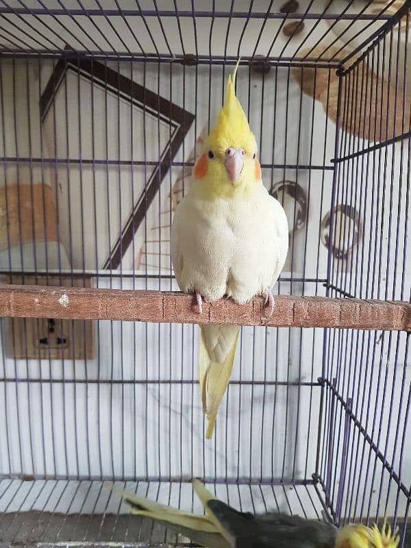 Cockatiel Parrot Pair | Confirm Breeder | 3-4 time breed | URGENT SALE 2