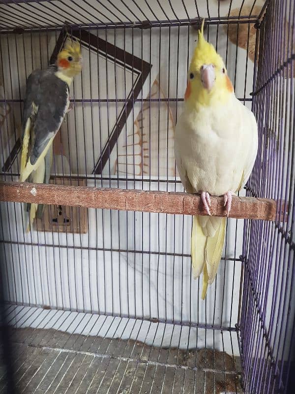 Cockatiel Parrot Pair | Confirm Breeder | 3-4 time breed | URGENT SALE 3