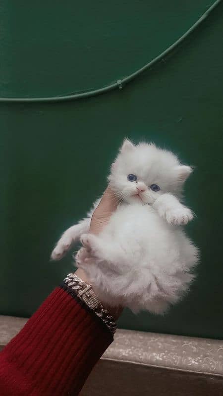 persian kitten pure punch 0