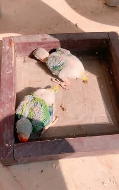 Pahari Parrot Chicks