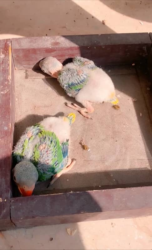 Pahari Parrot Chicks 1