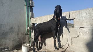 amratsari black goat for sale