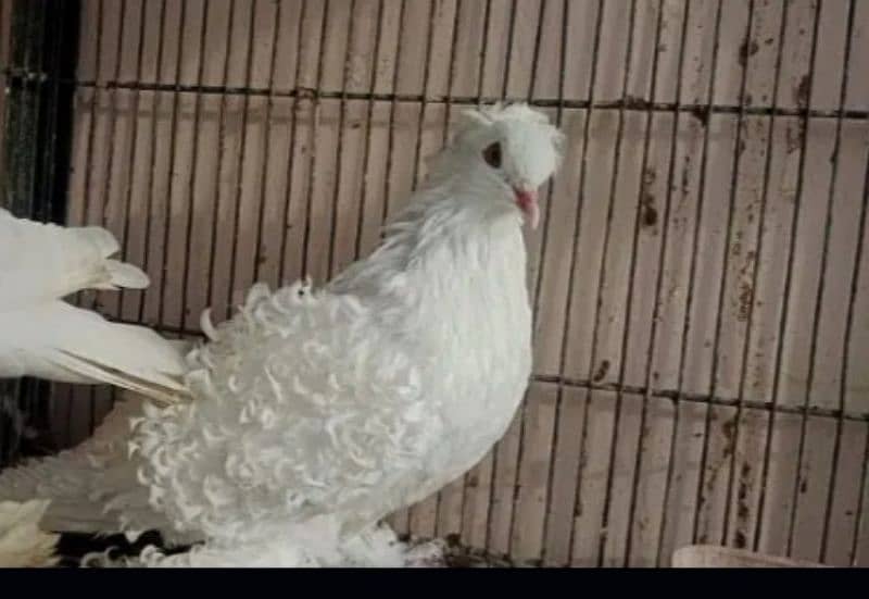 Frill back pigeon white female only 0