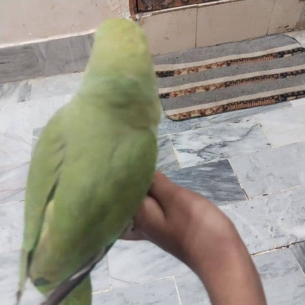 green parrot 2