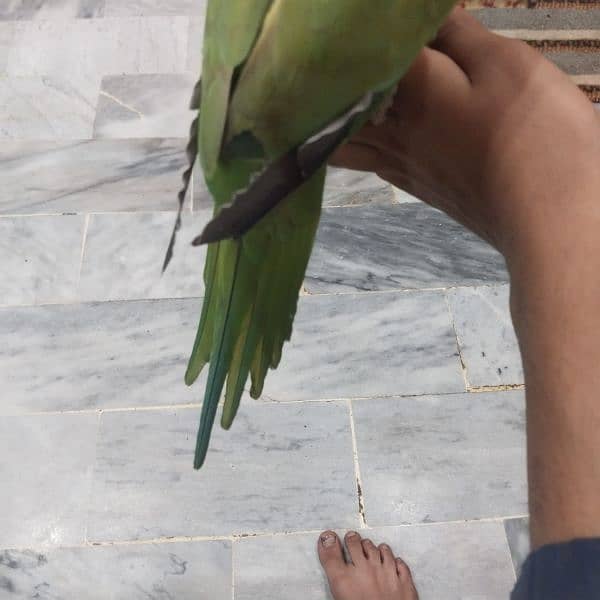 green parrot 4