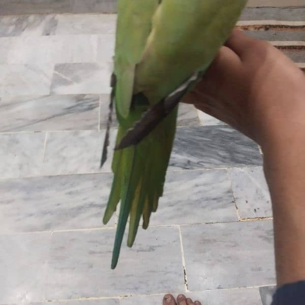 green parrot 6