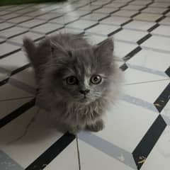 grey colour 3 koy fluffy kitten for sale