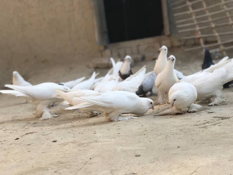 All pigeons for sale 30+ including pom and high flyer 0