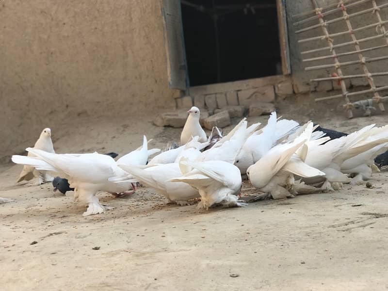 All pigeons for sale 30+ including pom and high flyer 1