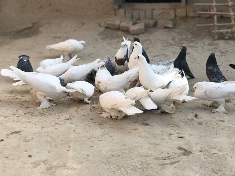 All pigeons for sale 30+ including pom and high flyer 2