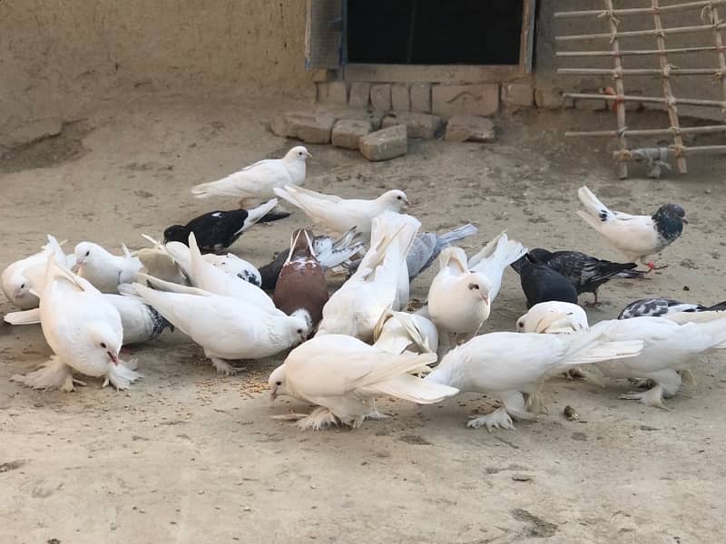 All pigeons for sale 30+ including pom and high flyer 3