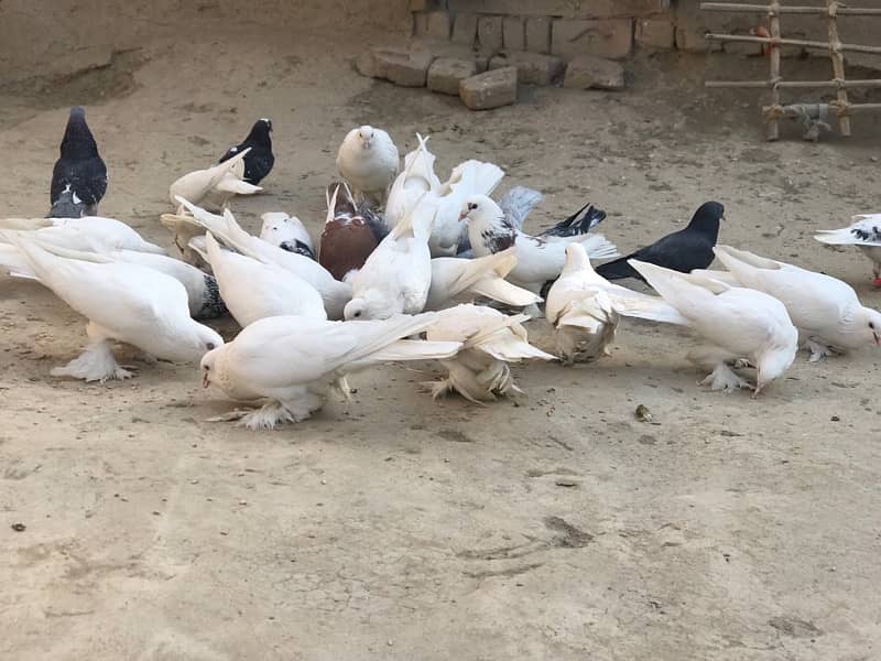 All pigeons for sale 30+ including pom and high flyer 4