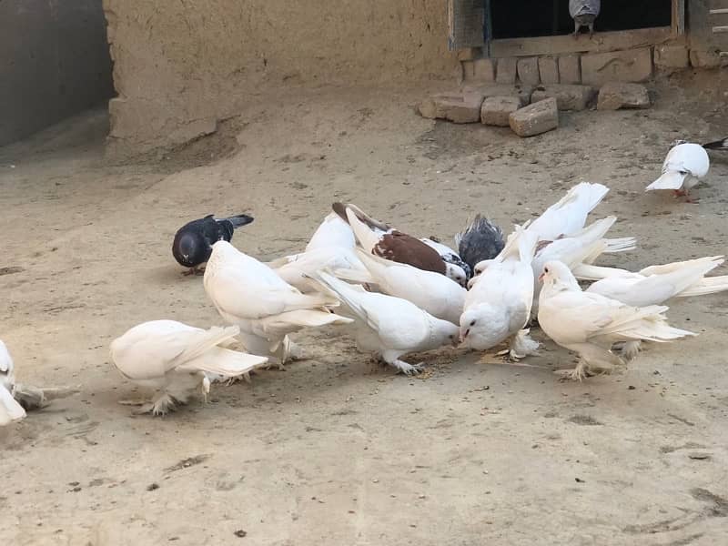 All pigeons for sale 30+ including pom and high flyer 5