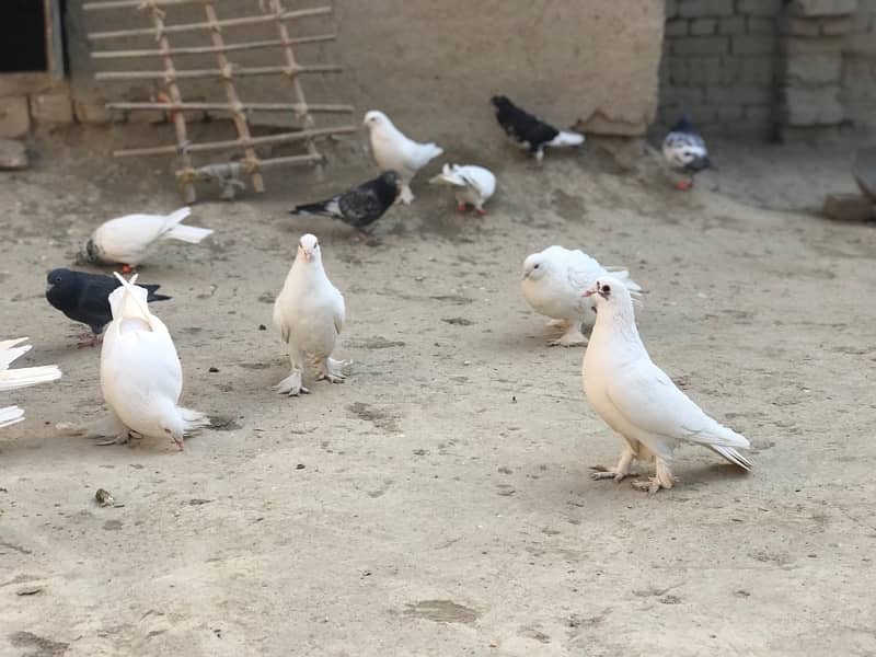 All pigeons for sale 30+ including pom and high flyer 6