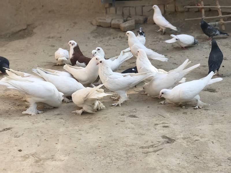 All pigeons for sale 30+ including pom and high flyer 7