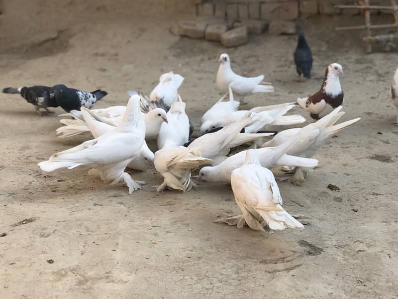 All pigeons for sale 30+ including pom and high flyer 8