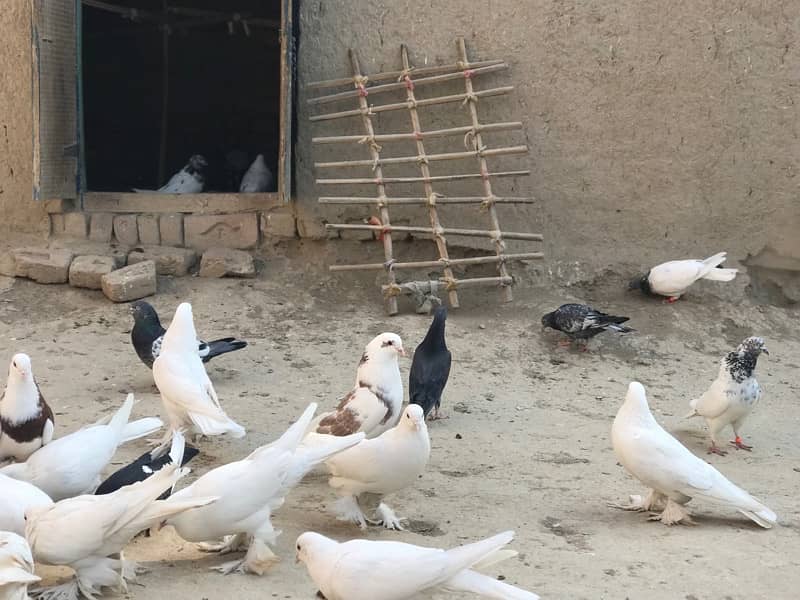 All pigeons for sale 30+ including pom and high flyer 9