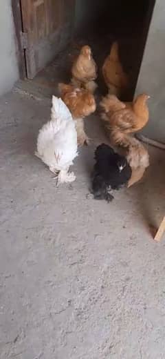 Golden buff chicks