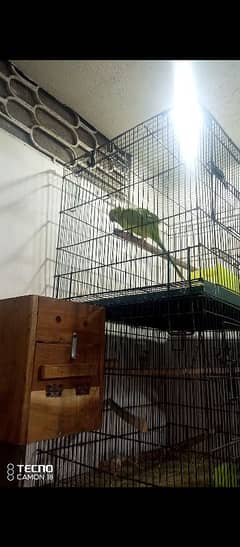 green parrot with cage with silver java pair everything  for sale