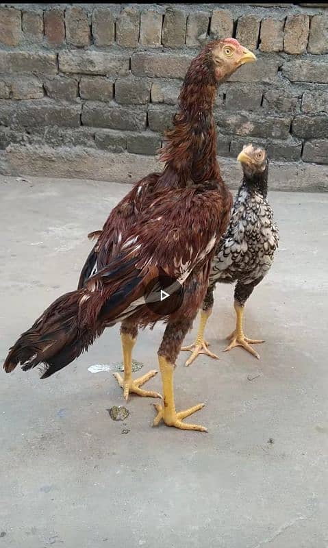 Aseel chicks pair 0